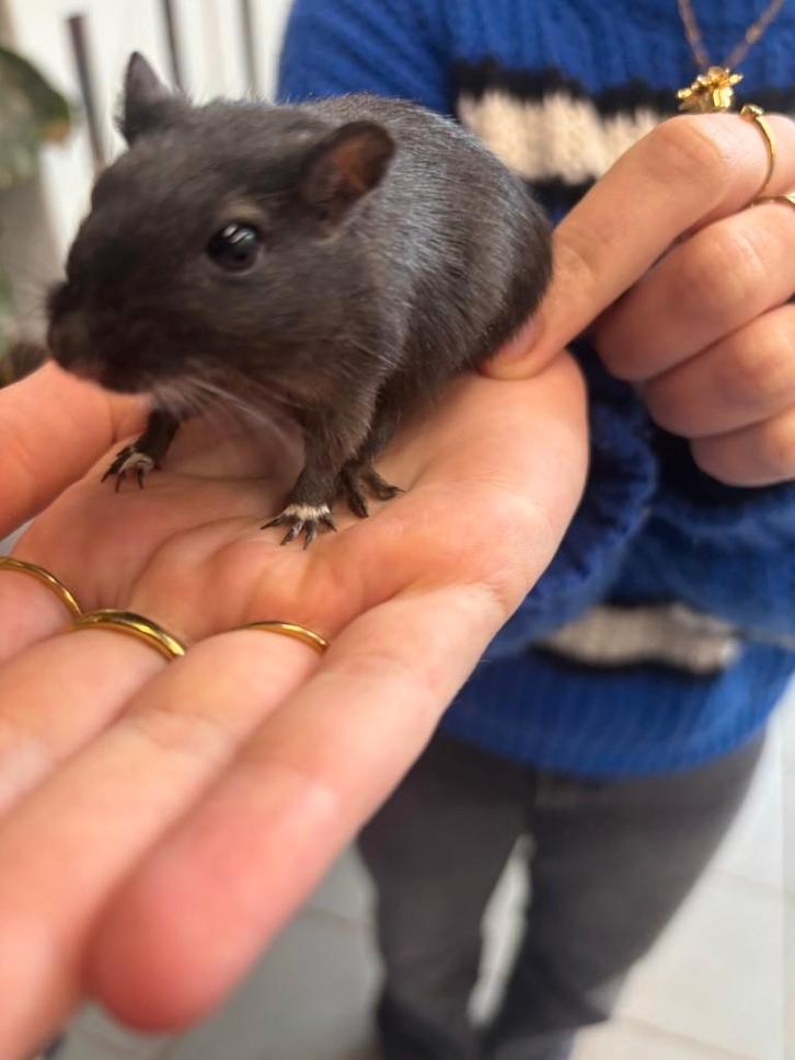 Meerdere gerbils, Dieren en Toebehoren, Knaagdieren, Meerdere dieren, Overige typen, Januari