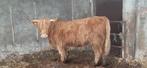 Mooie Schotse hooglander koe, Dieren en Toebehoren, Vrouwelijk, 3 tot 6 jaar