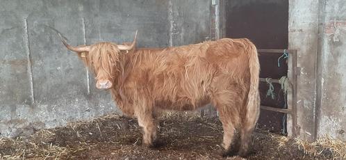 Mooie Schotse hooglander koe, Dieren en Toebehoren, Runderen, Vrouwelijk, 3 tot 6 jaar