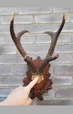 De allergrootste ree bok - geweien tot 30cm! Mega 6-ender !, Verzamelen, Dierenverzamelingen, Ophalen of Verzenden, Zo goed als nieuw