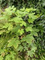 gratis esdoorn, Tuin en Terras, Planten | Bomen, Ophalen, Overige soorten
