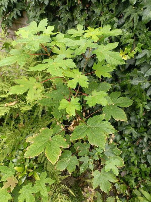 gratis esdoorn, Tuin en Terras, Planten | Bomen, Overige soorten, Ophalen