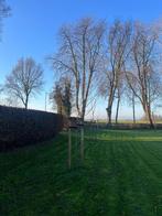 Boompalen kastanje afrasteringpalen schutting, Ophalen of Verzenden, Nieuw, Palen