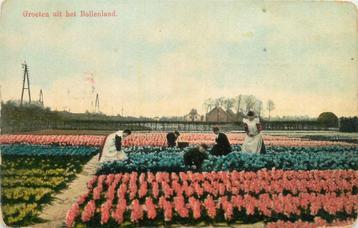 (701-029-035) Bollenland beschikbaar voor biedingen