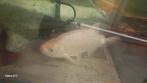 Grote 50cm blauwwinde op te halen, Karper of Koi
