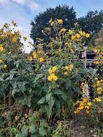 Silphium  perfolatum , Zonnekroon, Volle zon, Vaste plant, Zomer, Ophalen