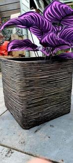 Vierkante Bloempot met plant40h40b, Kunststof, 40 cm of meer, Vierkant, Zo goed als nieuw