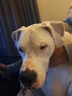 Dogo Argentino, Dieren en Toebehoren, Reu, CDV (hondenziekte), Eén hond, 3 tot 5 jaar