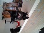 Kittens   staphorst