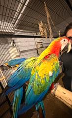 Ara Camelot, Dieren en Toebehoren, Vogels | Parkieten en Papegaaien, Mannelijk, Papegaai