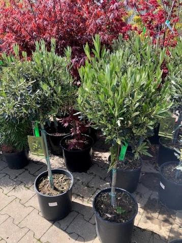 Olijfboom op stam, Olea Europaea in vele maten en prijzen!!! beschikbaar voor biedingen