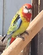 Rosella's evt Ruilen., Dieren en Toebehoren, Vogels | Parkieten en Papegaaien, Meerdere dieren, Parkiet