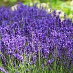Lavendel Hidcote / Rosea, Tuin en Terras, Planten | Tuinplanten, Ophalen of Verzenden