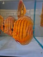 Alenquer discus, Dieren en Toebehoren, Vissen | Aquariumvissen, Vis, Zoetwatervis