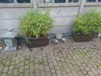 Fragesia Bamboe in Maubach Pot, Tuin en Terras, Planten | Tuinplanten, Ophalen