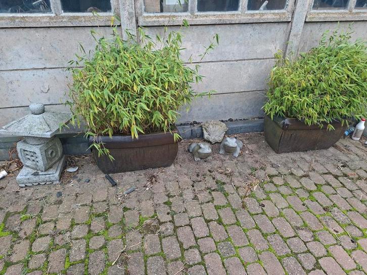 Fragesia Bamboe in Maubach Pot, Tuin en Terras, Planten | Tuinplanten, Ophalen