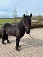 Merens ruin met afstamming., Dieren en Toebehoren, Pony's, Ruin, 3 tot 6 jaar