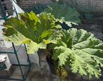 Gunnera 6 stuks, div. afmetingen, Tuin en Terras, Overige soorten, Minder dan 100 cm, Zomer, Ophalen