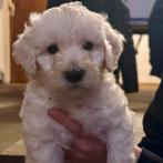 Labradoodle puppies, Rabiës (hondsdolheid), 8 tot 15 weken, Meerdere, Meerdere dieren