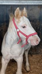 Tinker veulens Irish Cob, Merrie, Gechipt, Niet van toepassing, 0 tot 2 jaar