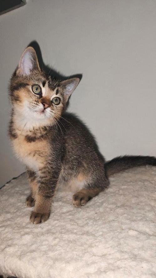 Brits Black golden shaded NOG een poesje over !!, Dieren en Toebehoren, Katten en Kittens | Raskatten | Korthaar, Meerdere dieren