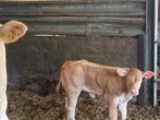Blond zoogstel te koop, Dieren en Toebehoren, Runderen, Vrouwelijk