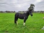Mooie paint merrie  van 11 jaar, Dieren en Toebehoren, Paarden, Merrie, Minder dan 160 cm, Zadelmak, Gechipt
