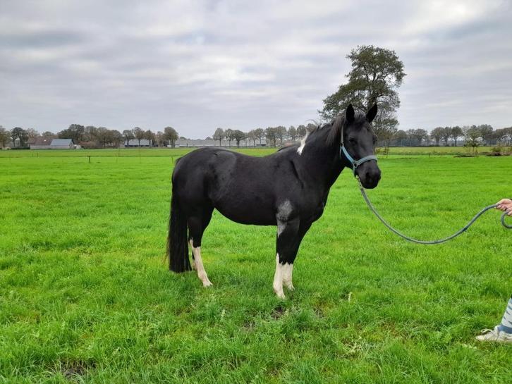 Mooie paint merrie  van 11 jaar, Dieren en Toebehoren, Paarden, Merrie, Zadelmak, Minder dan 160 cm, 11 jaar of ouder, Recreatiepaard