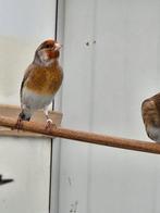 Te koop., Dieren en Toebehoren, Vogels | Overige Vogels, Mannelijk, Wildzangvogel