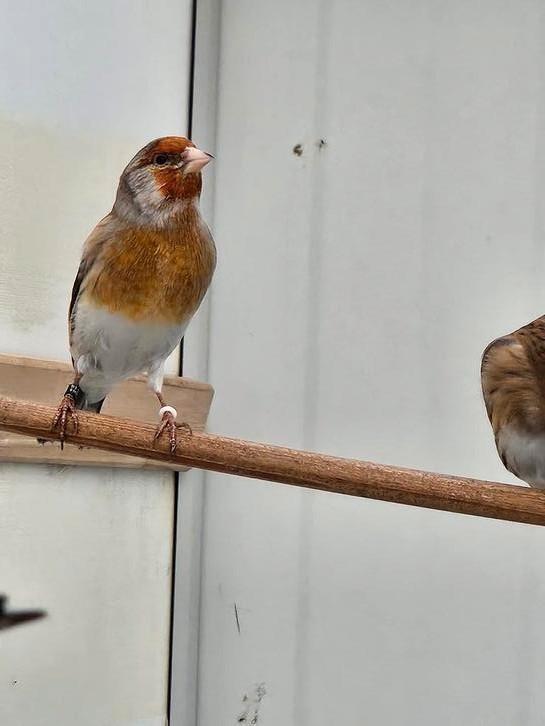 Te koop., Dieren en Toebehoren, Vogels | Overige Vogels, Wildzangvogel, Mannelijk