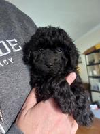 Cockapoo f1bb reutje., Dieren en Toebehoren, 8 tot 15 weken, Meerdere, Nederland, Particulier