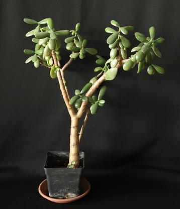 Crassula ovata, Jadeplant beschikbaar voor biedingen
