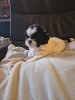 Mooie laatste shih tzu reutje (mag het nest verlaten), Dieren en Toebehoren, 8 tot 15 weken, Eén hond, Nederland, Particulier