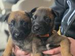 Mechelse herder puppy's, 8 tot 15 weken, Meerdere, Meerdere dieren, Herder