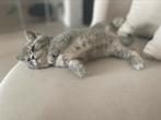 Nog 2 poesjes!! Zeer unieke britse korthaar kittens, Meerdere dieren