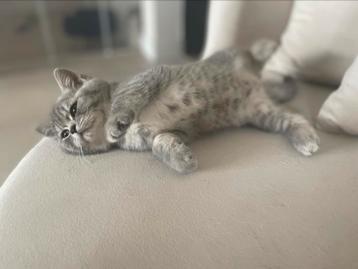Nog 2 poesjes!! Zeer unieke britse korthaar kittens beschikbaar voor biedingen