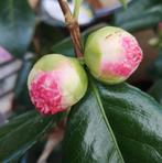 Camelia 'Nuccio's Pearl' 80-100 cm, Ophalen of Verzenden, Overige soorten, Struik, Minder dan 100 cm