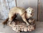 Antiek. Taxidermie. Marter met vogel., Ophalen of Verzenden