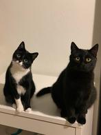 Twee lieve katten, Dieren en Toebehoren, Katten en Kittens | Raskatten | Korthaar, Poes