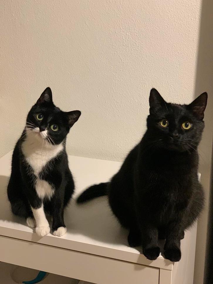 Twee lieve katten, Dieren en Toebehoren, Katten en Kittens | Raskatten | Korthaar, Poes