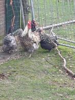 Orpington 4 kippen en 1 haan, Meerdere dieren, Kip