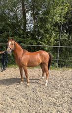 Welsh C Pony, Dieren en Toebehoren, Pony's, Gechipt, Ruin, C pony (1.27m tot 1.37m), 7 tot 10 jaar