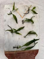 Stekjes javavaren, Ophalen of Verzenden, Nieuw, Plant(en), Steen of Hout