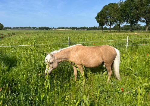 Amha/Nmprs/Amhr  palamino Merrie (veulen ), Dieren en Toebehoren, Paarden en Pony's | Dekhengsten en Fokmerries, Merrie