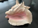 Enorm grote schelp Stombus gigas of roze Vleugelhoorn 24 cm, Ophalen of Verzenden, Schelp(en)