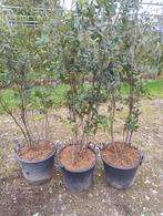Meerstammige steeneik | Quercus ilex multistam, Ophalen of Verzenden