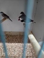 Diamant vinken, Meerdere dieren
