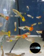 Poecilia reticulata flame guppy, Vis, Zoetwatervis