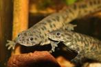 Gratis ribben salamanders en aquarium incl benodigdheden, Dieren en Toebehoren, Reptielen en Amfibieën, Schildpad
