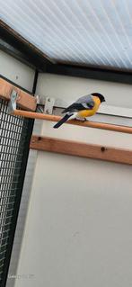 Gele goudvink man x wildkleur pop split geel, Meerdere dieren, Wildzangvogel